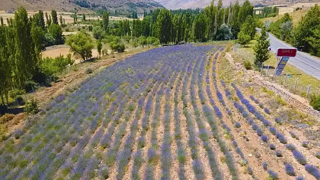 Hasat zamanı yaklaştı