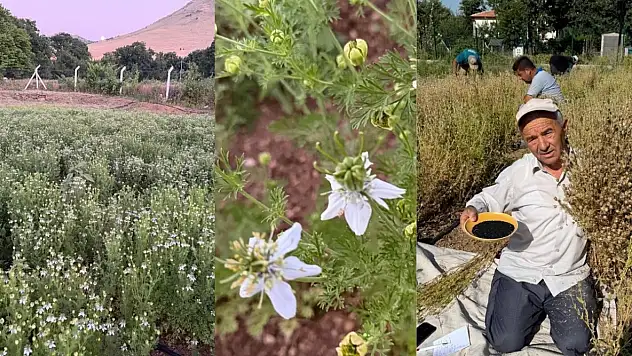 Develi'de şaşırtan hasat: Bir tohumdan 700 tane çıkıyor!