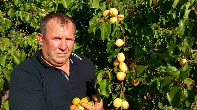 Develi'de şekerpare bereketi: Dallar taşımıyor!