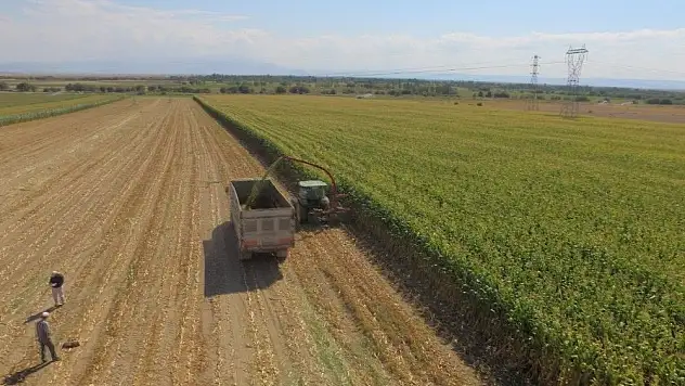 Develi'de silaj hasadı başladı