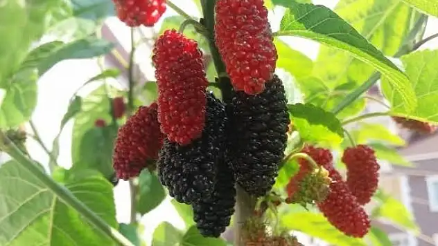 Develi'de urmu dut hasadı başladı