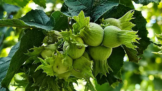 DNA'sı farklı tarihi Kayseri fındığı gün yüzüne çıktı!