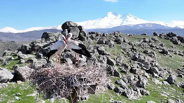 Leyleklerin gelişiyle Hürmetçi Sazlığı'nda görsel şölen