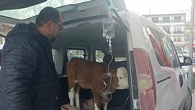 Ahırda yakılan ateş az kalsın can alıyordu