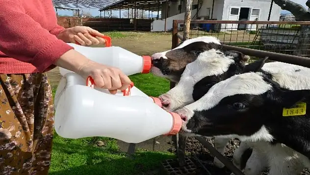 Dünya Süt Günü'nde düşündüren tablo