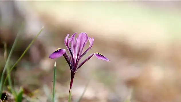 Dünyada sadece Kayseri'nin o ilçesinde var! Görürseniz sakın koparmayın, çünkü…