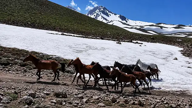 Erciyes'te doğanın en özgür sakinleri yeniden ortaya çıktı