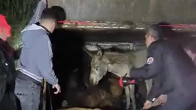 Eşek dolu kamyonet devrildi
