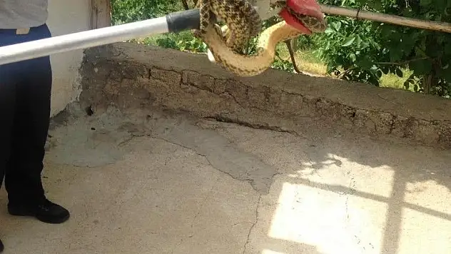Eve giren yılanı itfaiye çıkardı
