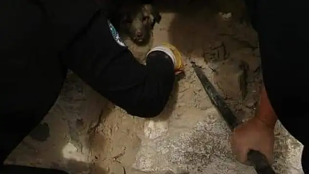 Evin dış duvarına sıkışan köpeği itfaiye ekipleri kurtardı
