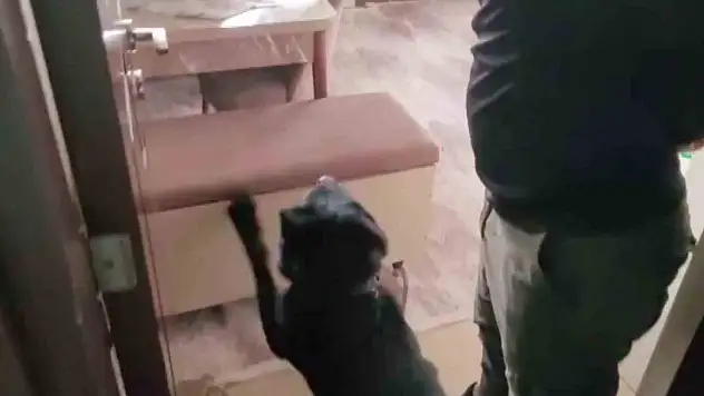Dedektör köpeği sandığı gösterdi, gerçek ortaya çıktı