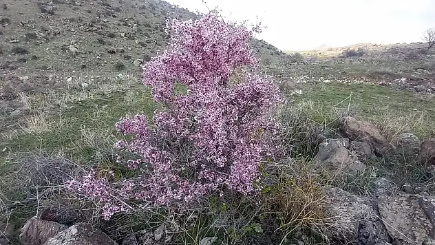 Fazlası zehirliyor! Erciyes'te 100 yıllık ağaçlar çiçek açtı
