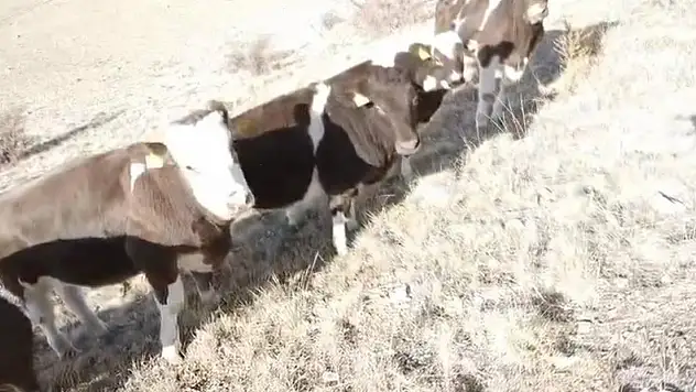 Ahırın duvarını yıkarak kaçan inekler, 16 saat sonra bulundu