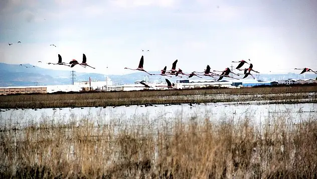 Flamingolar Kayseri'de