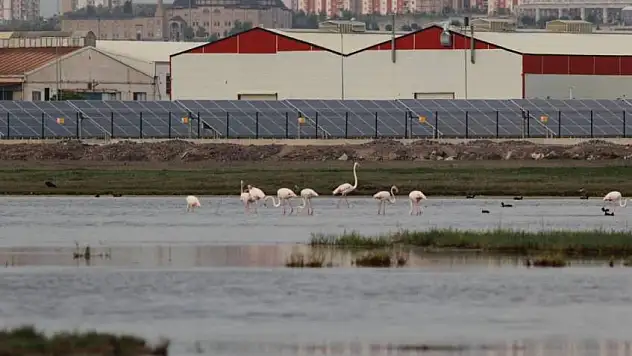 Flamingolar şehre indi