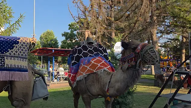 Fuar38'de deveyle karşılaşan Kayserililer şaşkına döndü!