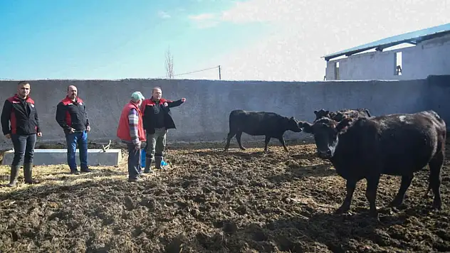Gebe Düve Desteği Kayseri'de hızlandı