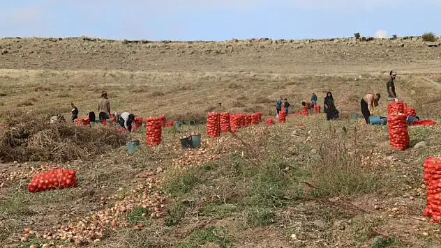 Geçen yıl makine desteği gelmişti, şimdi hasat zamanı