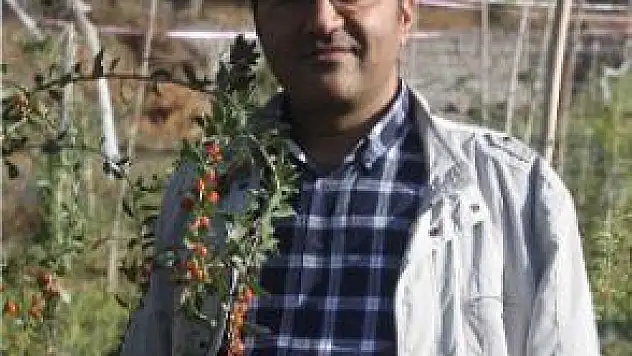 GOJİ BERRY BİTKİSİ KANSER TEDAVİSİNDE ETKİLİ OLUYOR