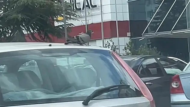 Değmeyin keyfine!
