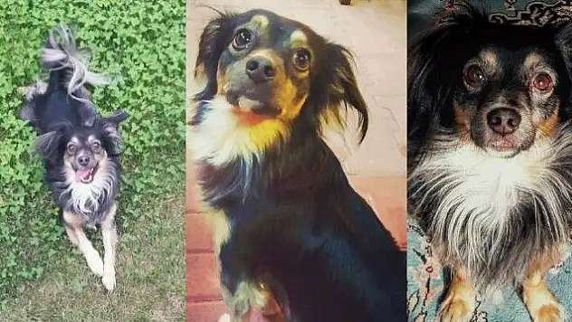 Halk otobüsü ile gezintiye çıkan yaramaz köpek bulundu!