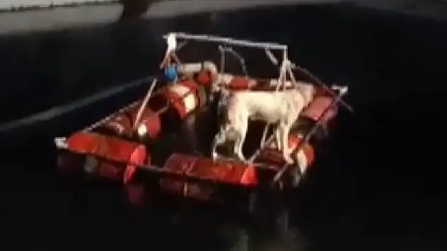Havuza düştü işçiler tarafından kurtarıldı