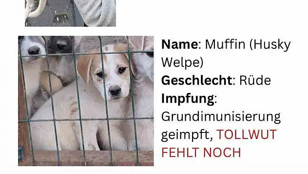 Köpekler sahte pasaportlarla yurtdışına kaçırıldı