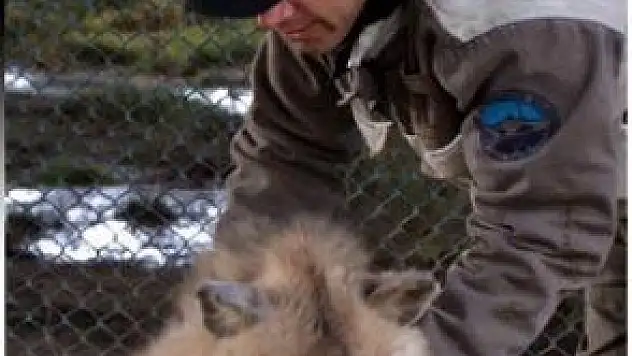 HERKESE SIRTLAN, BAKICISINA KEDİ 