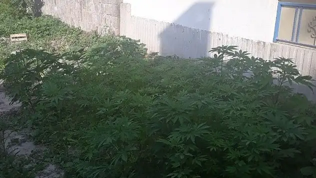 Hint keneviri eken Afgan gözaltına alındı