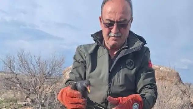 İlkbaharın müjdecisi göç yolunda yaralandı!