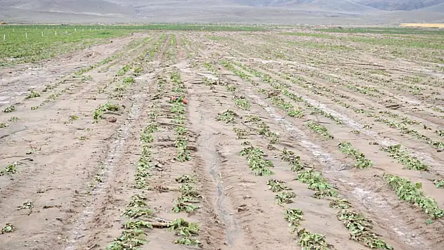 İşte Kayseri'deki tarlaların hali!