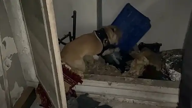 Jack bakın ne buldu!