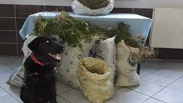 Jandarma'dan Felahiye'de esrar operasyonu
