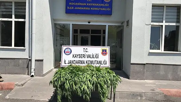 Kenevir operasyonunda tutuklama!