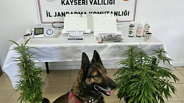 Jandarmadan operasyon! Evde uyuşturucu serası kurmuşlar