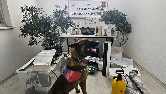 Jandarmadan uyuşturucu operasyonu