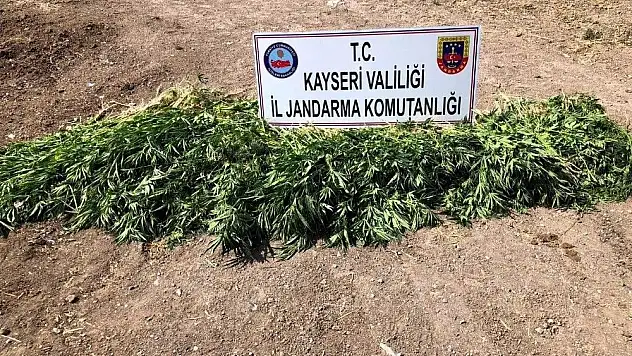 Jandarmadan Yeşilhisar'da uyuşturucu operasyonu