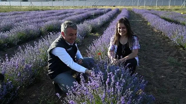 Lavanta bahçesinde kendi markasını oluşturmayı hedefliyor