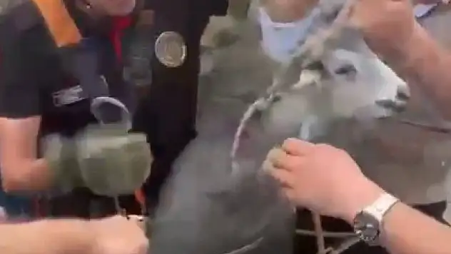 Keçi kuyuya düştü