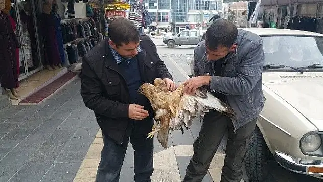 Kanadı Kırık Şahin Tedavi Altına Alındı