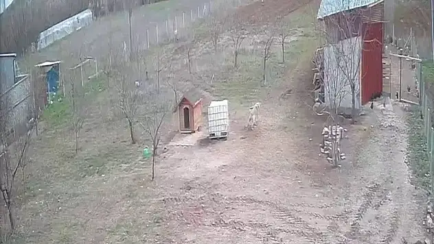Kurnaz tilki ile Kangal köpeği karşı karşıya