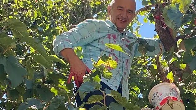 Kanser riskini azaltan o meyve Develi'de yetişiyor!