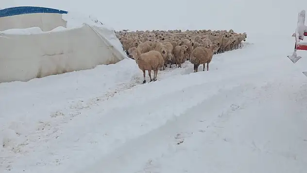 Çadır çöktü 8 koyun telef oldu