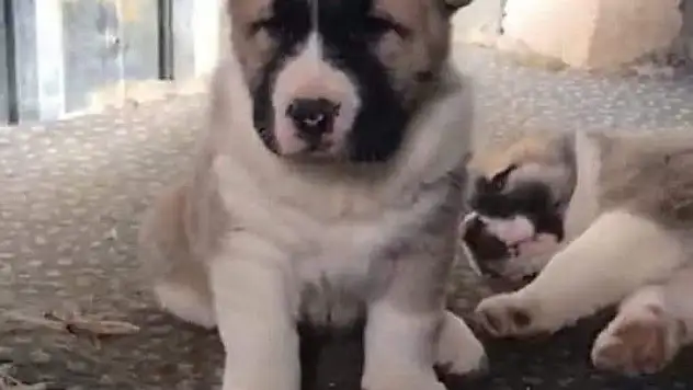 Kaybolan köpeğini bulana ödül verecek!