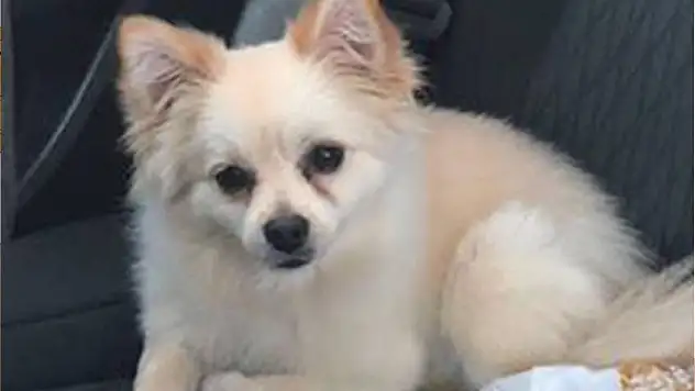 Kaybolan Köpeğini her yerde arıyor!