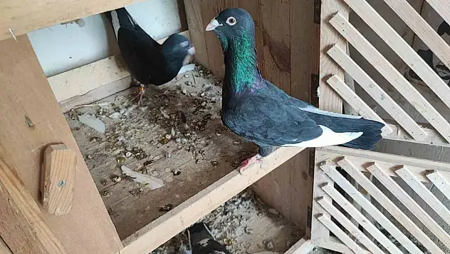 Kaybolan güvercinlerine 20 bin lira ödül!