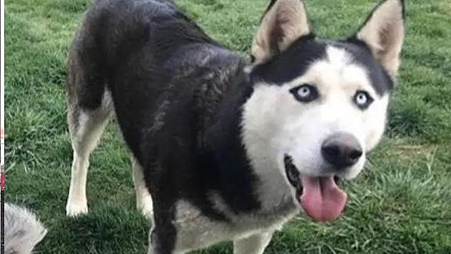 Kayıp köpeği bulana ödül!