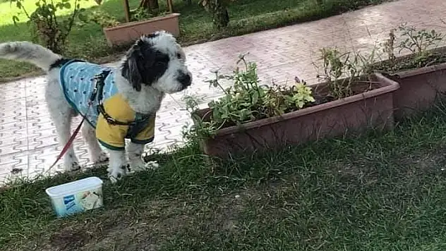 Ahap'ı bulana ödül var!