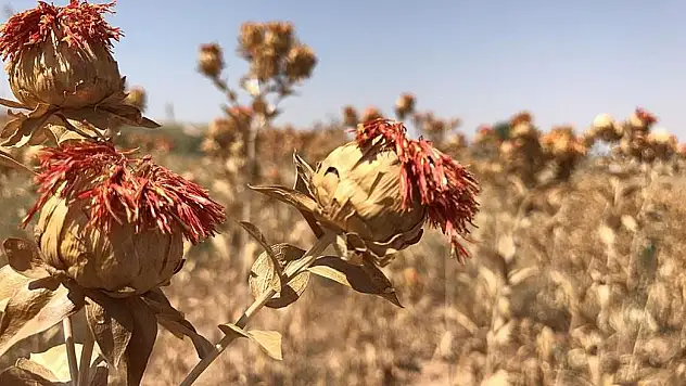 Kayseri'de 35 bin kilo dağıtılacak