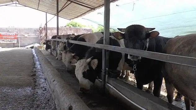 Kayseri'de kaç kurban kesildi? İşte cevabı!